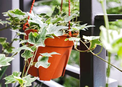 常春藤 植物 照顧|種植常春藤：何時以及如何在花盆或花園中種植